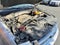 2016 Ford Expedition XLT Sport Utility 4D
