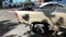 2005 GMC Sierra 2500 HD Extended Cab SLE Pickup 4D 8 ft